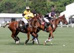 AHA_SG_POLO_04