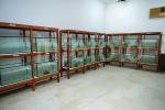 Hasif-250811- 007